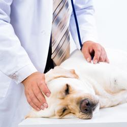 Pankreatitis und andere Erkrankungen der Bauchspeicheldrüse beim Hund 
