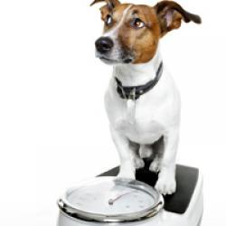 Übergewicht bei Hunden bekämpfen