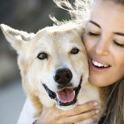 Leberdiät - Einen Hund mit Leber-Erkrankung richtig ernähren