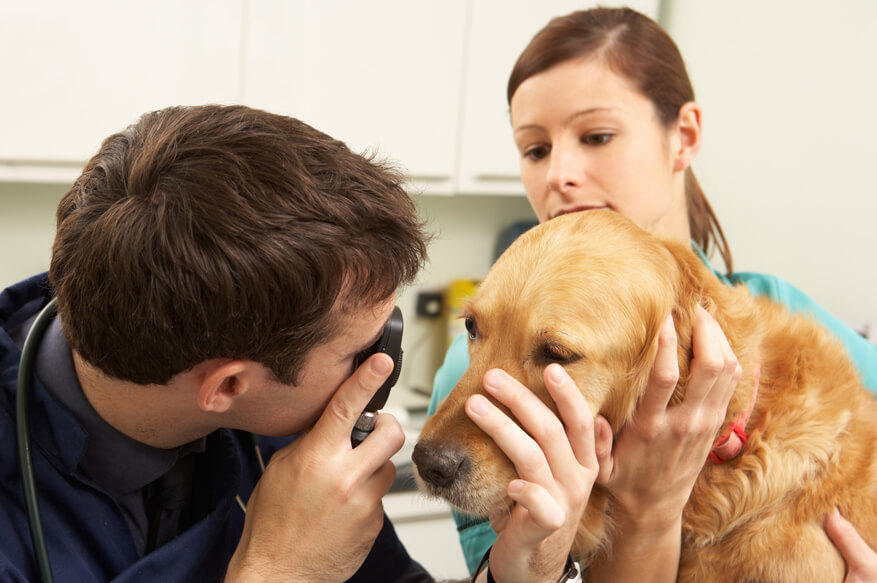 Angst Hund vor Tierarzt