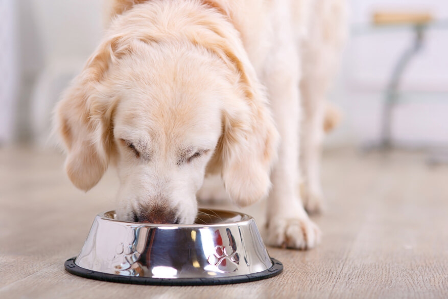 Trockenfutter als Komplettnahrung für Hunde