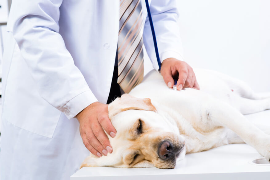 Magenumdrehung Hund erste Hilfe
