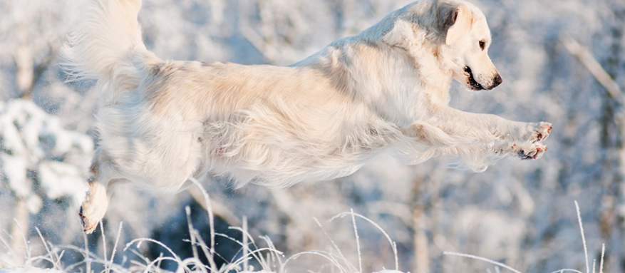 Hundepfoten richtig pflegen im Winter
